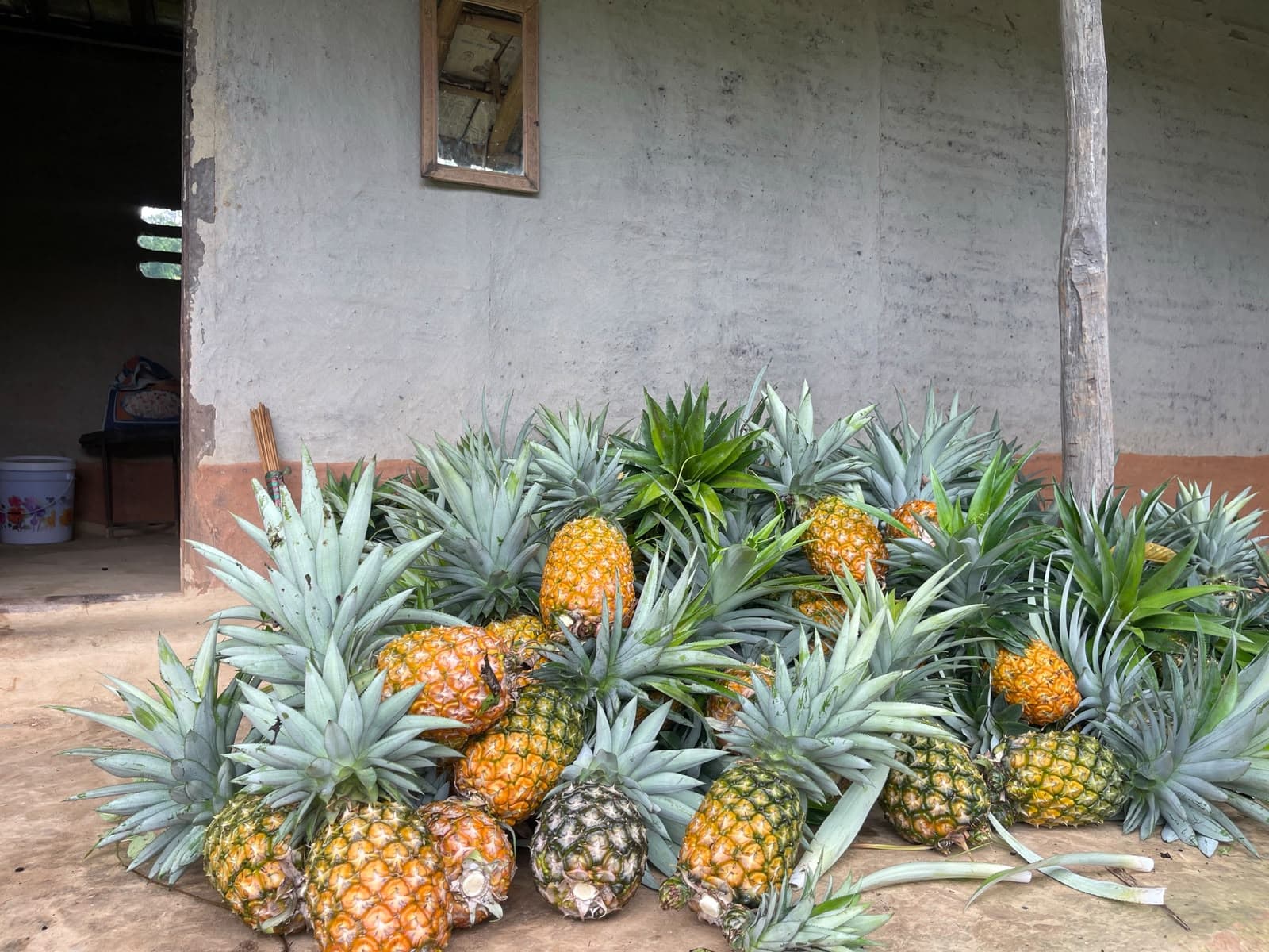 Freshly harvested pineapples at the farm