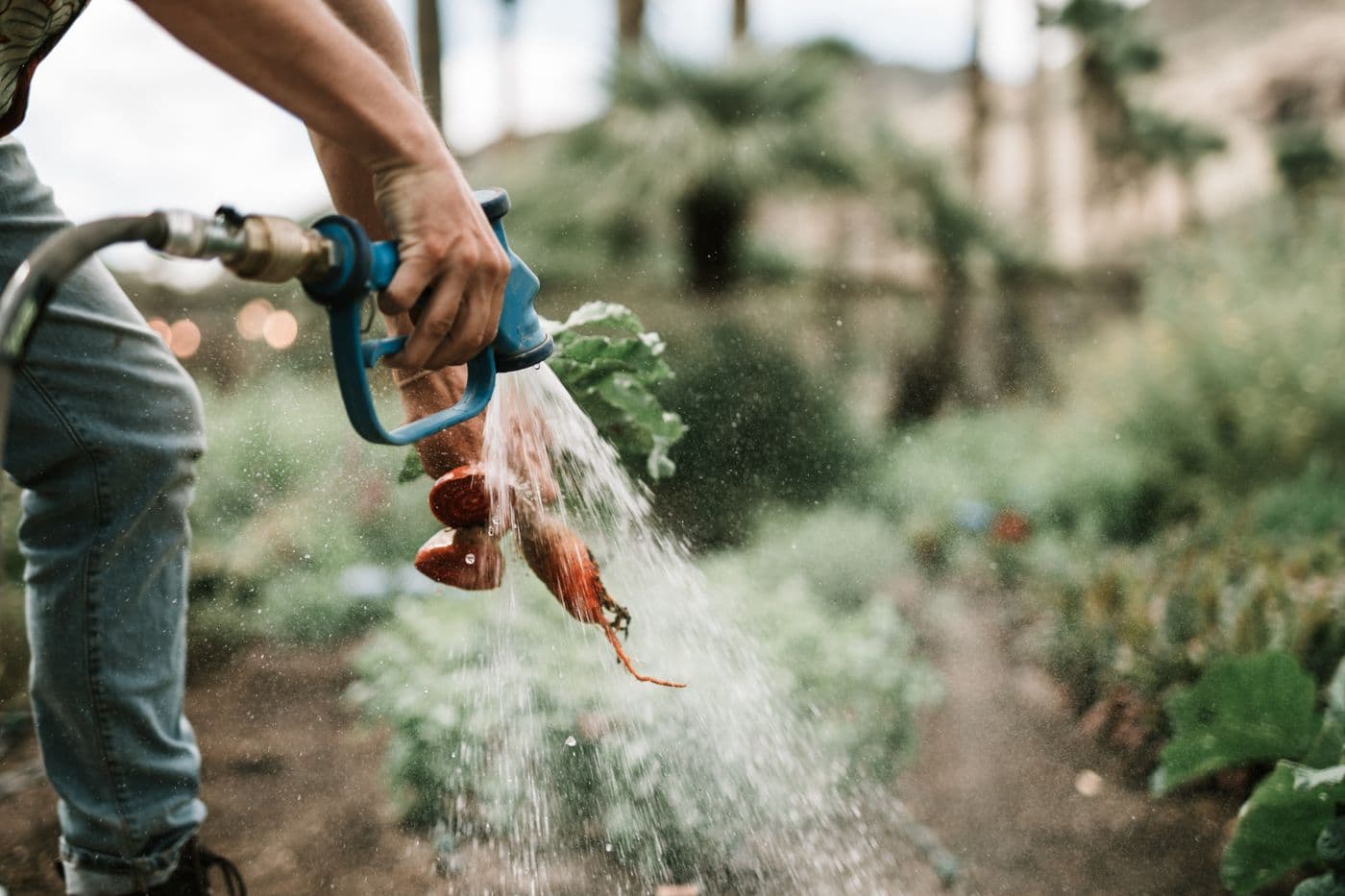 Fresh vegetables washed after harvest