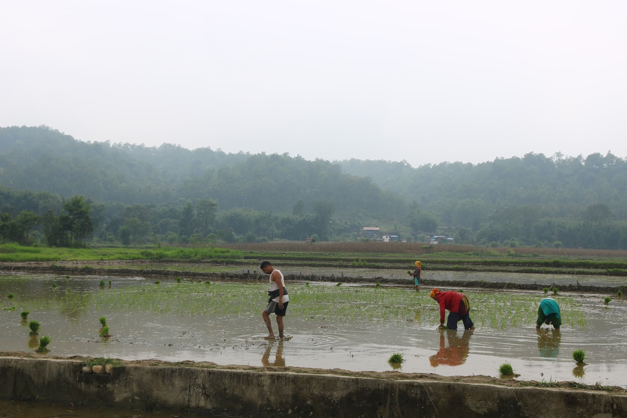 Farm learning in a planted area used to represent the wild food forest