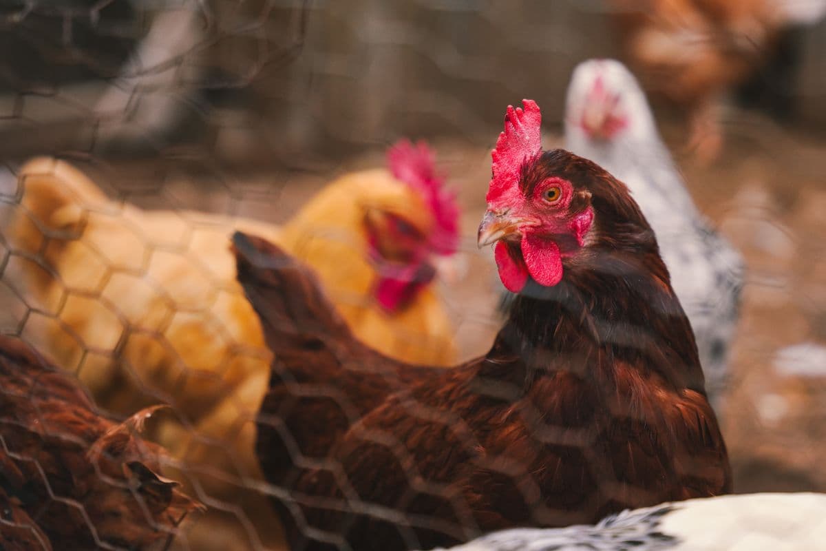 Chickens inside a farm coop