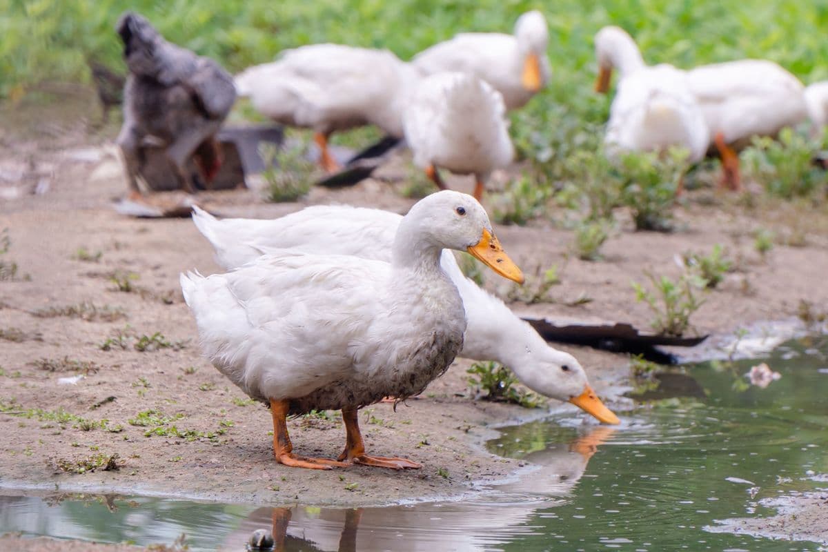 Domestic ducks moving together in a farm setting
