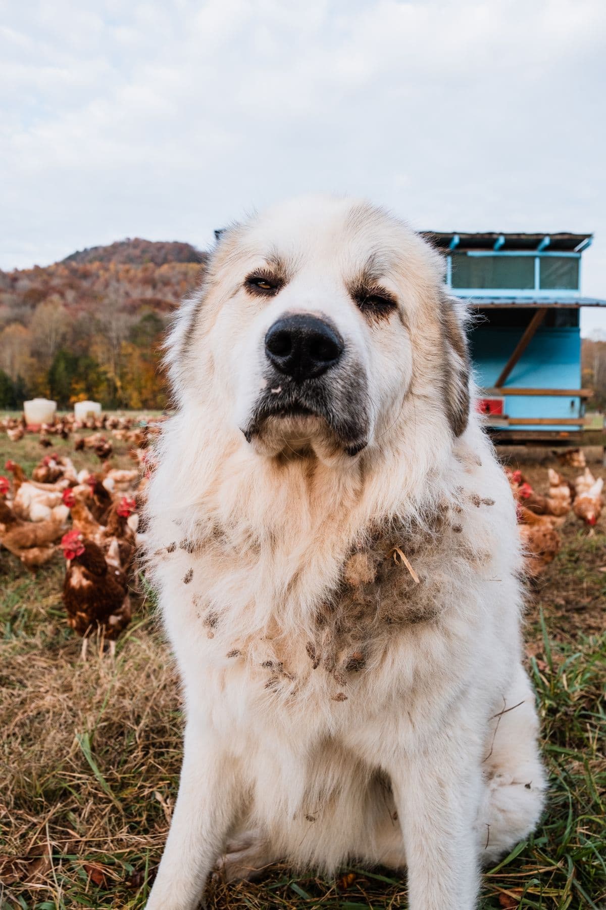 Farm dog sitting with free-range chickens behind it