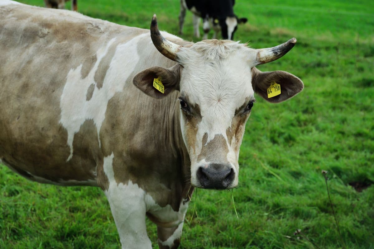 Cow standing in a green farm pasture