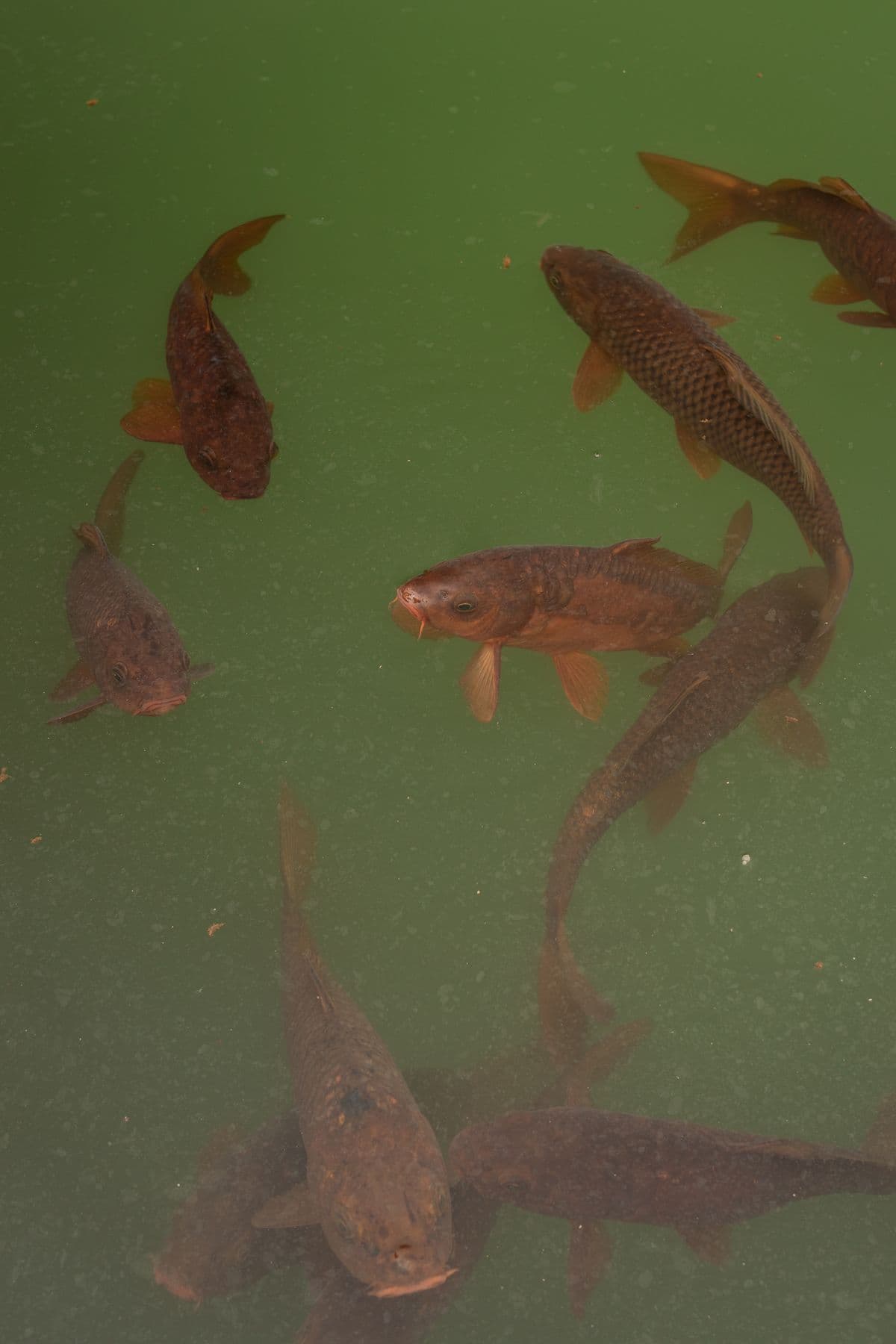 Fish swimming in green pond water