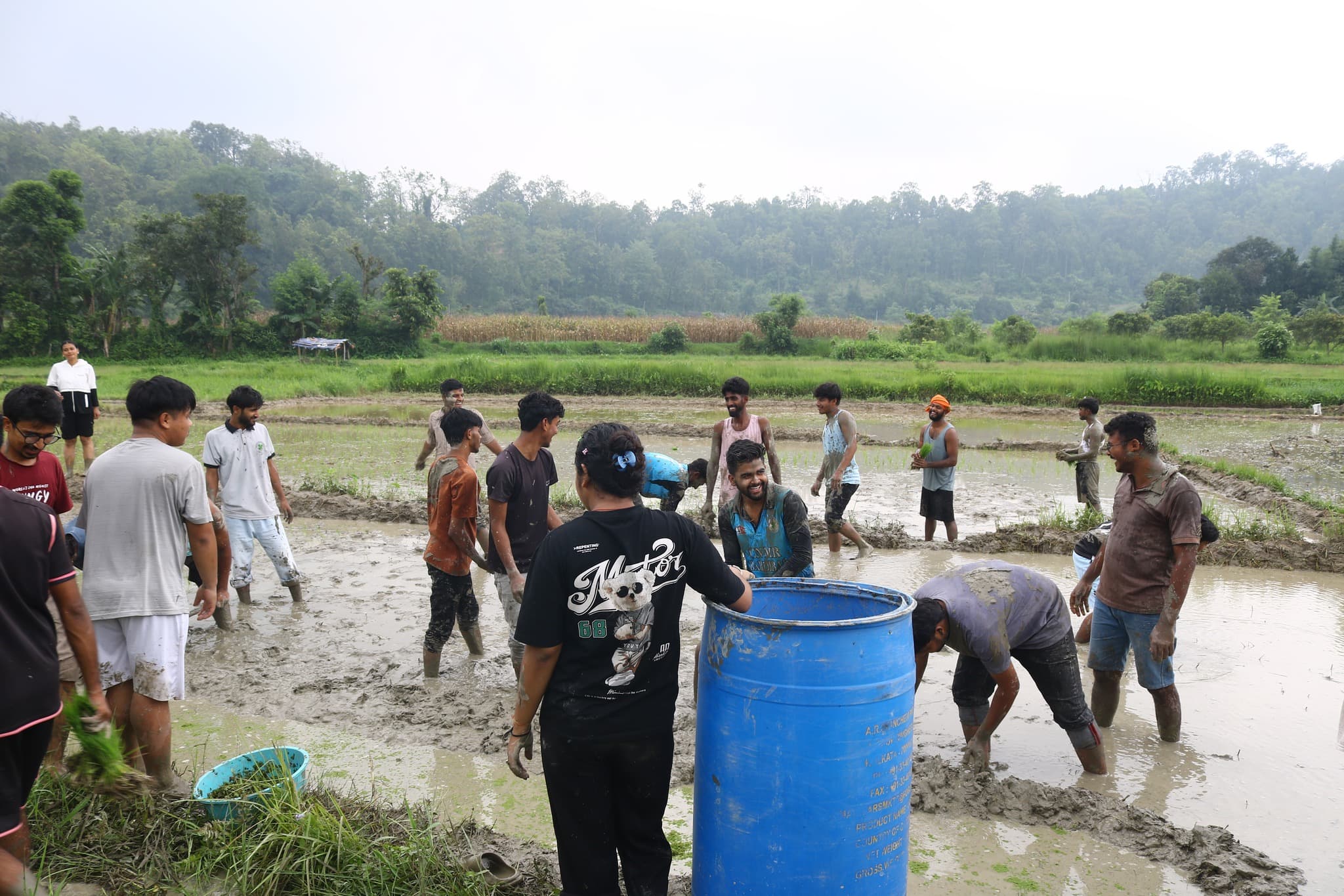 People learning and working together in a rice field